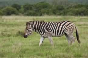 Safari Dvůr Králové patří mezi nejčastěji navštěvované prázdninové lokality